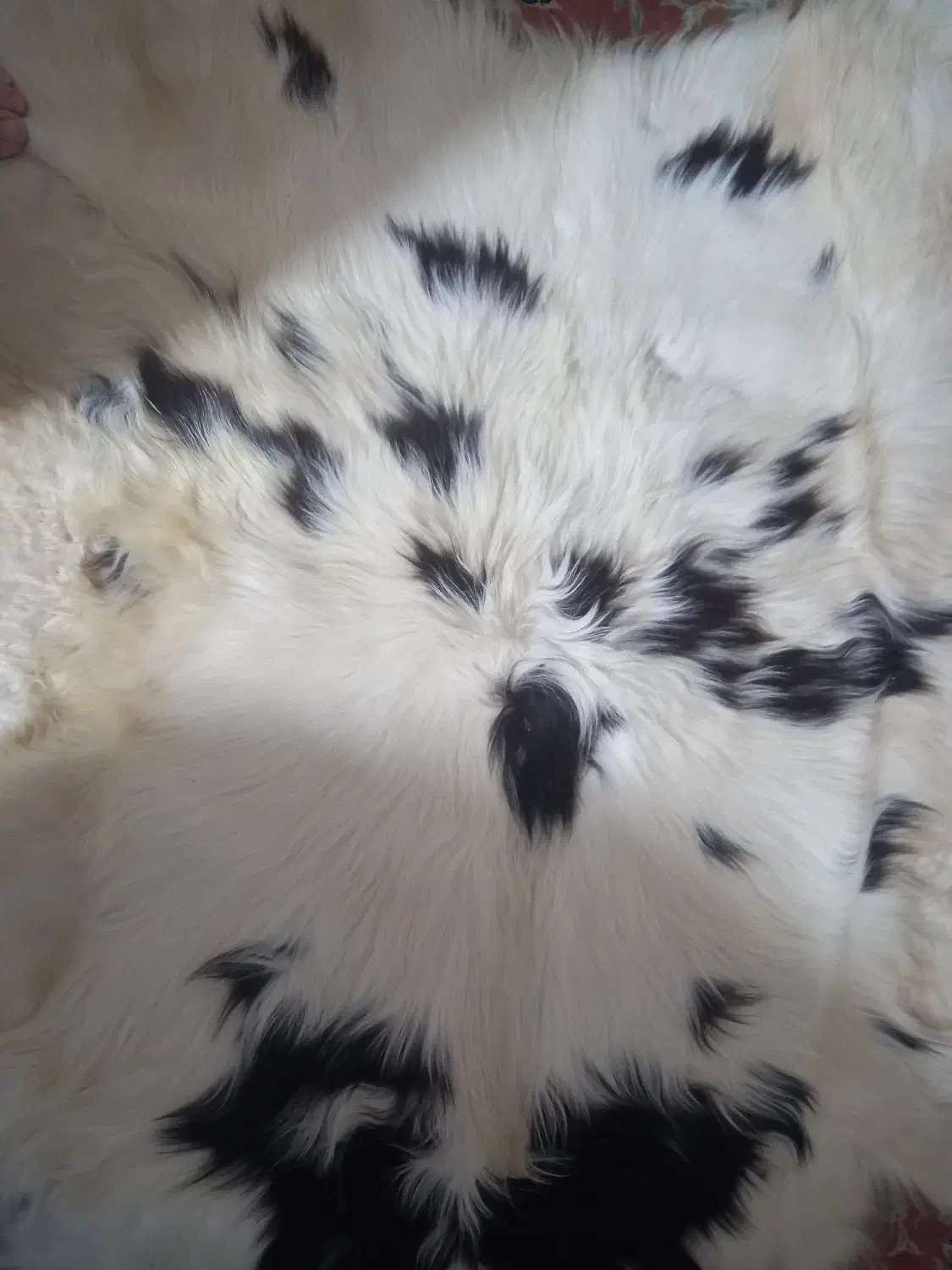 پوست بز|صنایع دستی و سایر لوازم تزئینی|پردیس, فاز ۱|دیوار