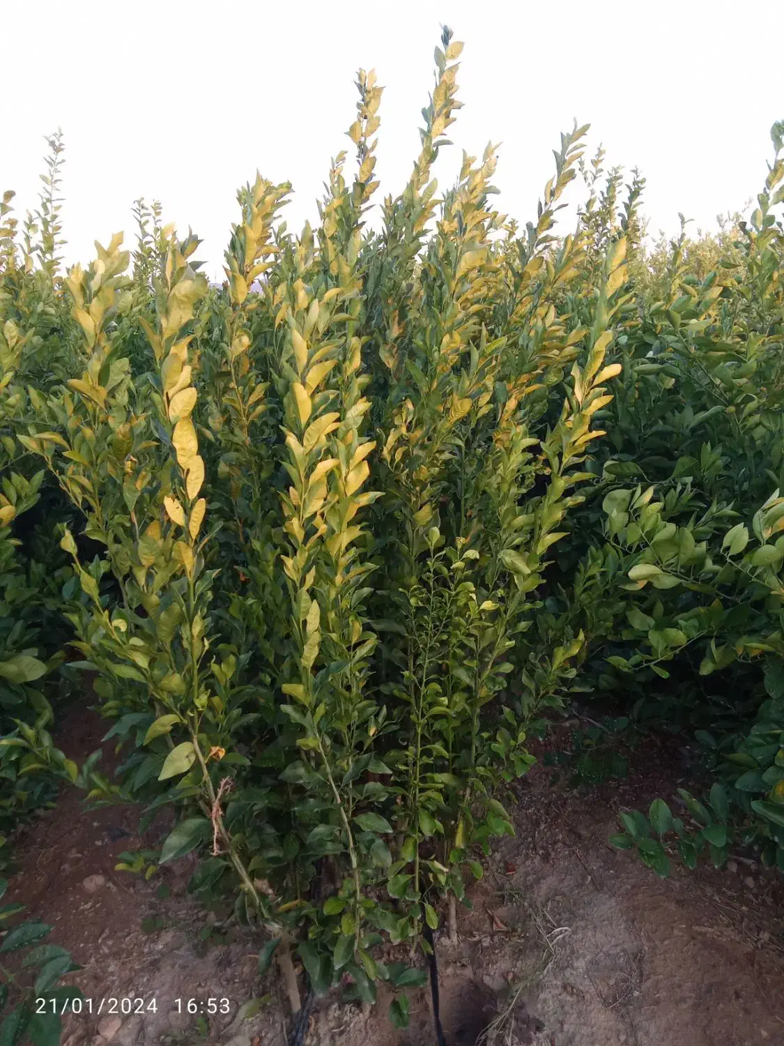 انواع نهال مرکبات|خدمات باغبانی و درختکاری|جیرفت, |دیوار