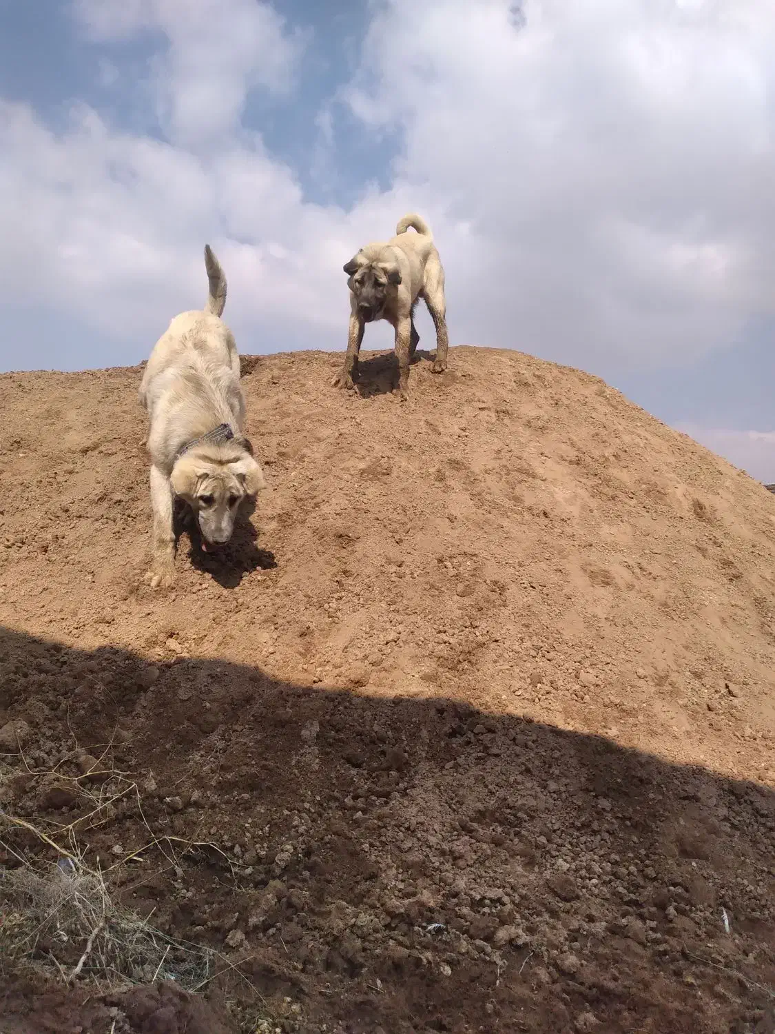 سگ عراقی|سگ|مراغه, |دیوار