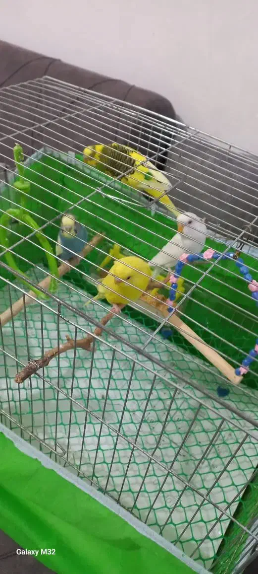 مرغ عشق|پرنده|رشت, حمیدیان|دیوار