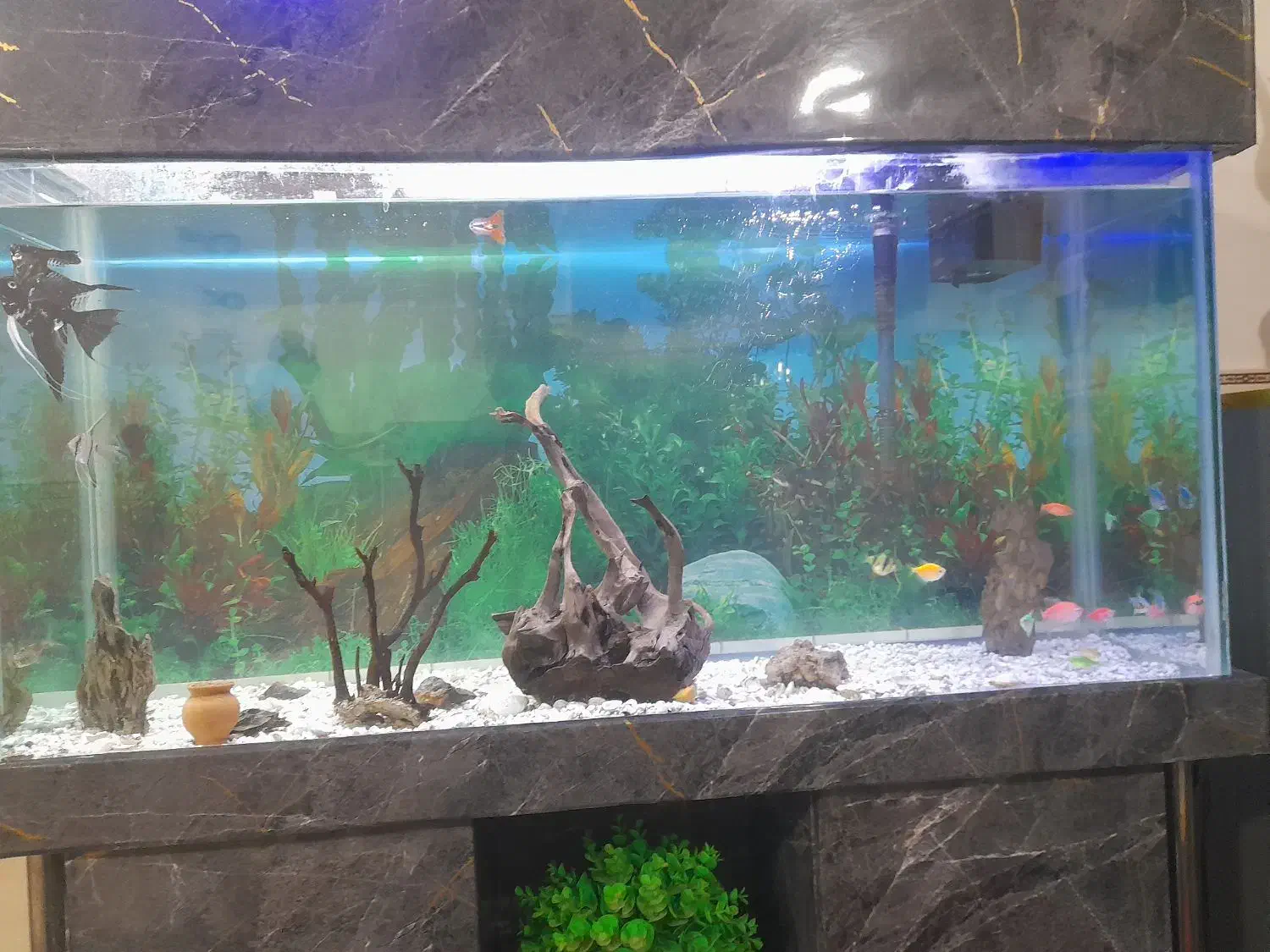 ماهی اکواریوم گیاه خوار|ماهی|شریفآباد, |دیوار