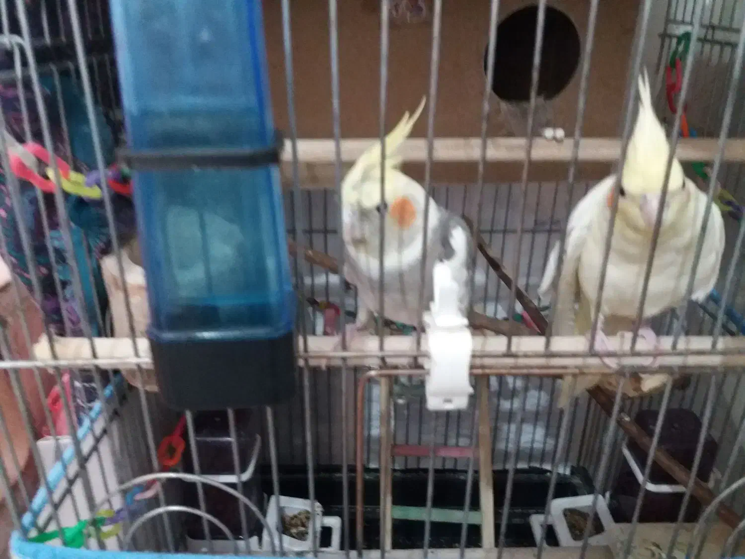 عروس هلندی|پرنده|ملایر, |دیوار