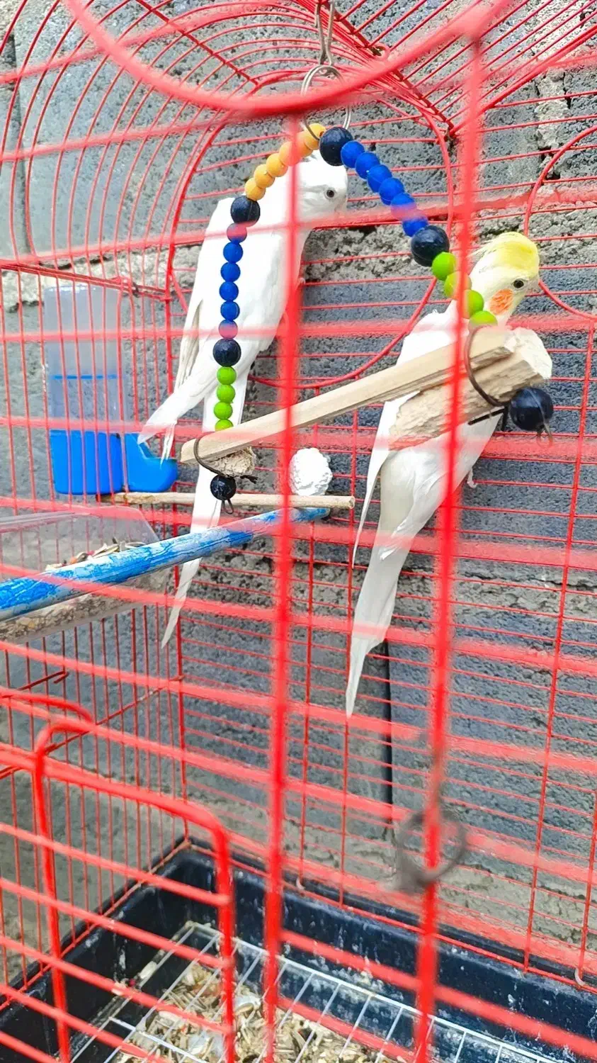 معاوضه با عروس ماده|پرنده|رودان, |دیوار