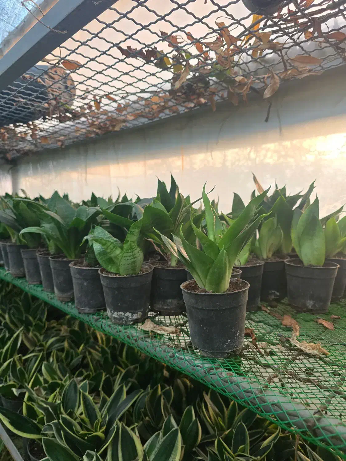 حراج گیاه شروع از ۲۰ تومن|گل و گیاه طبیعی|چهارباغ, |دیوار