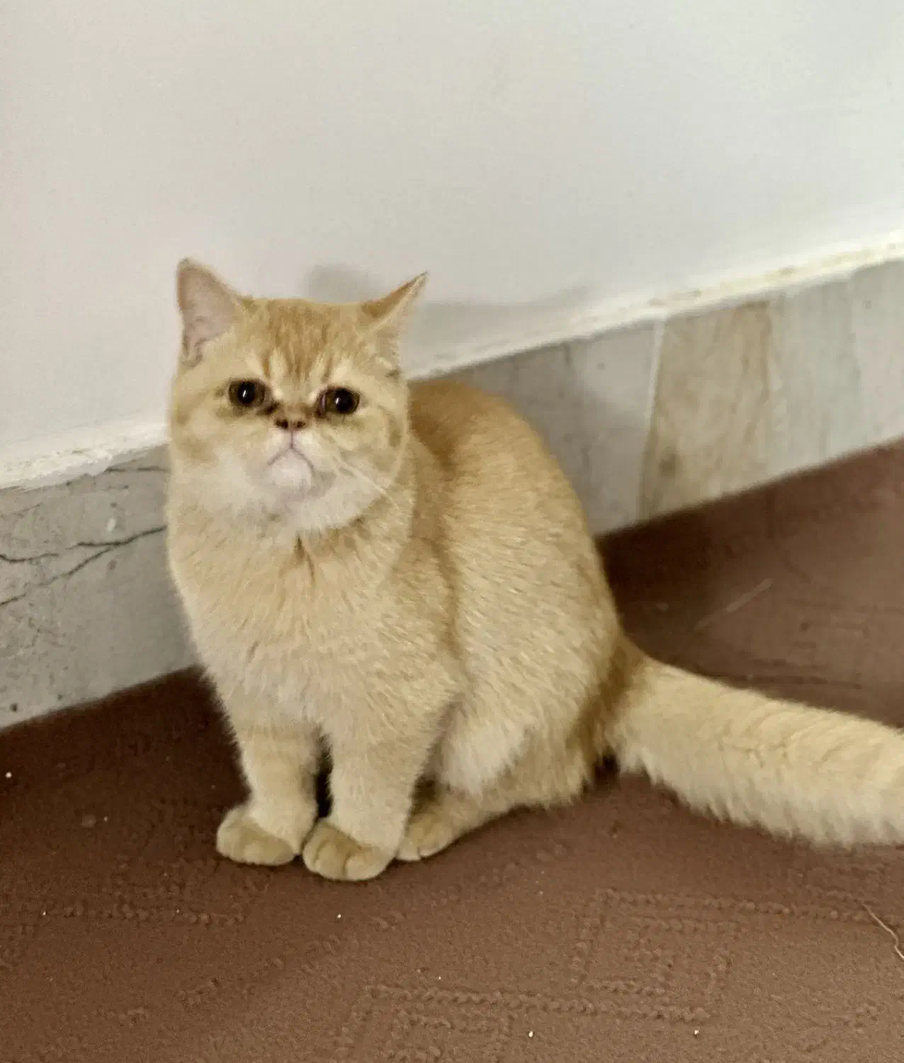 ۳گربه بازیگوش و سالم ۳ماهه برای واگذاری مسئولانه|گربه|تربتحیدریه, طالقانی|دیوار