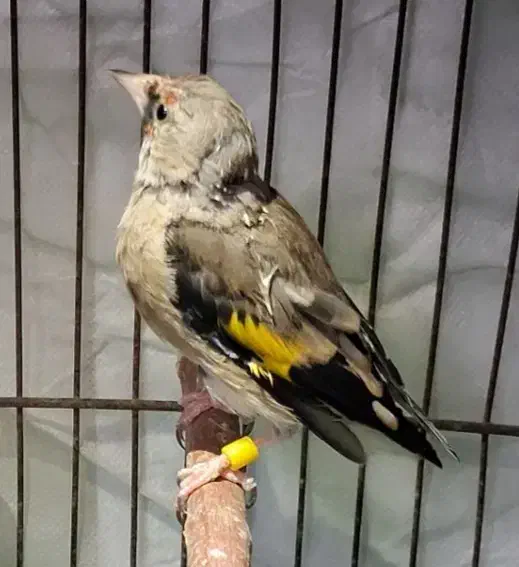 سهره|پرنده|آشخانه, |دیوار