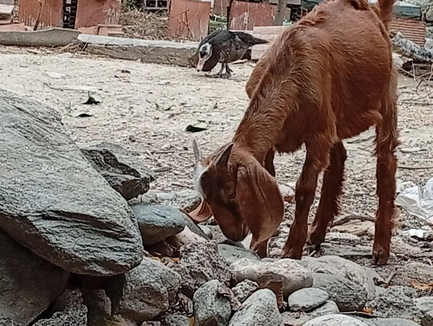 بز‌غاله|حیوانات مزرعه|بندر گز, |دیوار