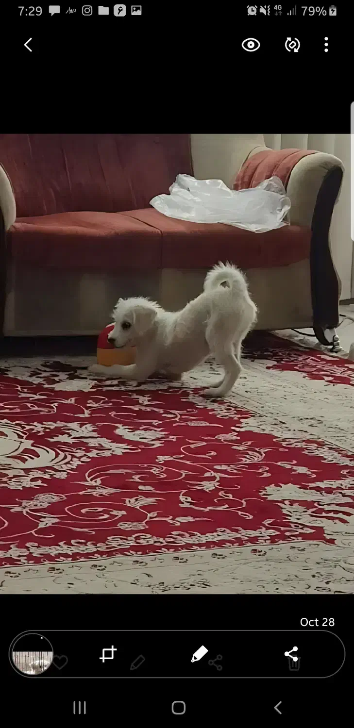 شیتزو - قیمت توافقی|سگ|قم, حنیف نژاد|دیوار