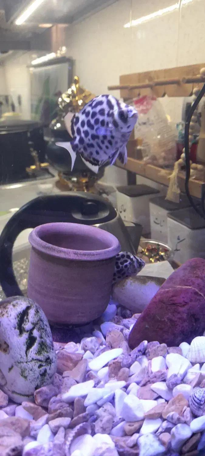 اکواریوم شرکتی باتجهیزات وماهی|ماهی|قم, نوبهار|دیوار