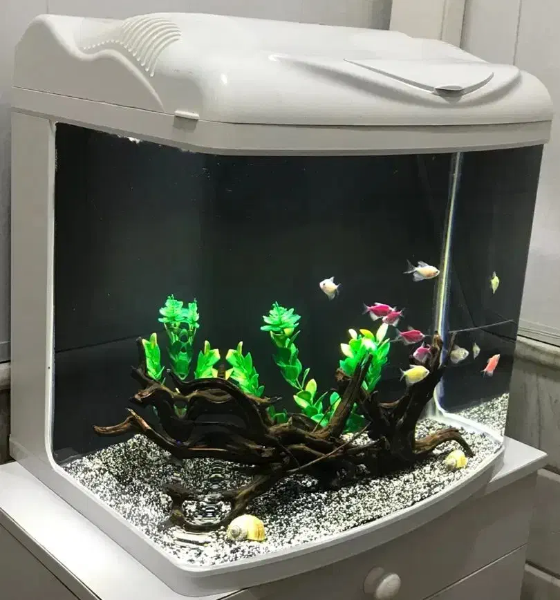 آکواریوم شرکتی دلسا|ماهی|قم, حنیف نژاد|دیوار