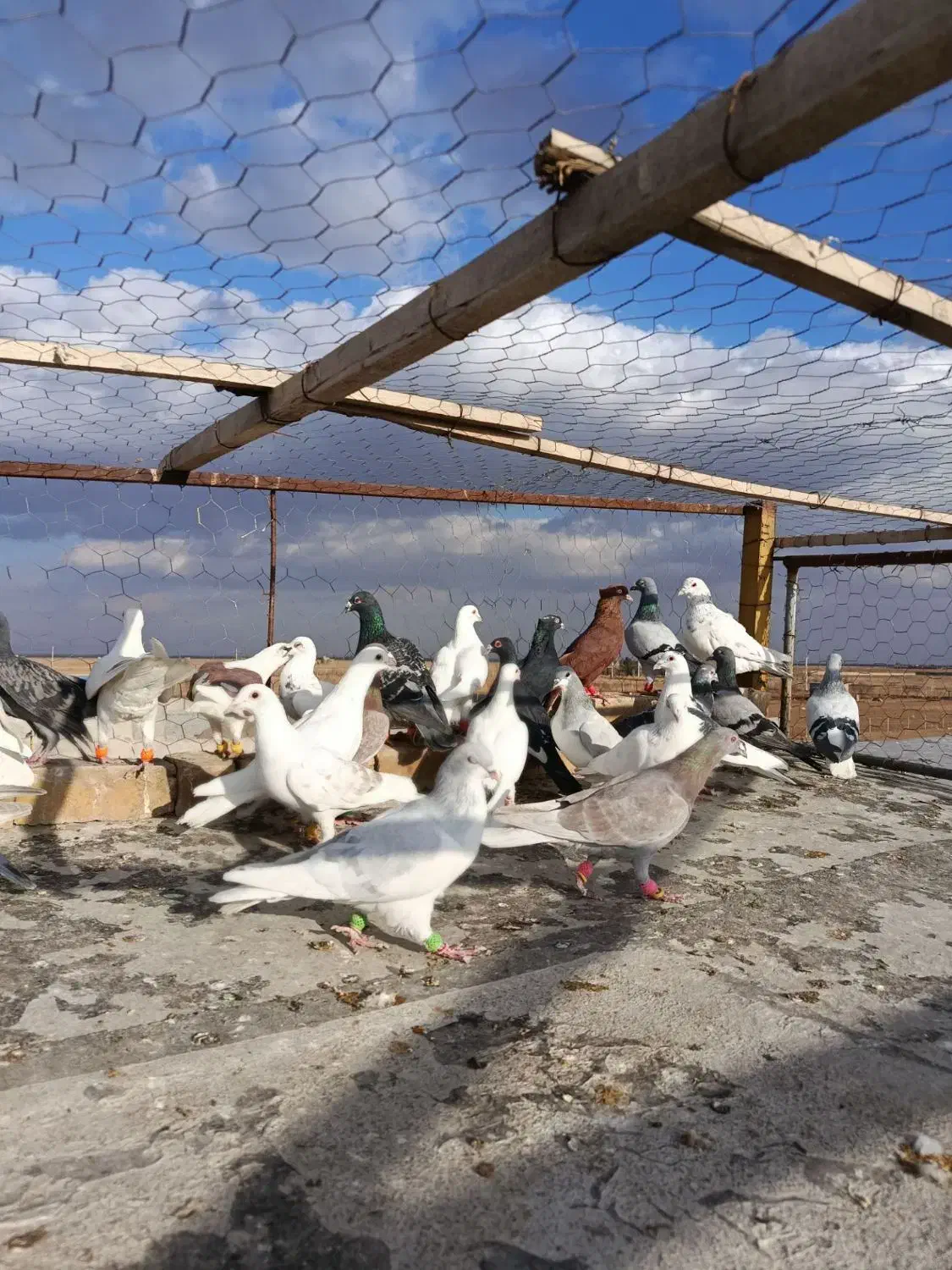 کبوتر پرشی|پرنده|اسفرورین, |دیوار