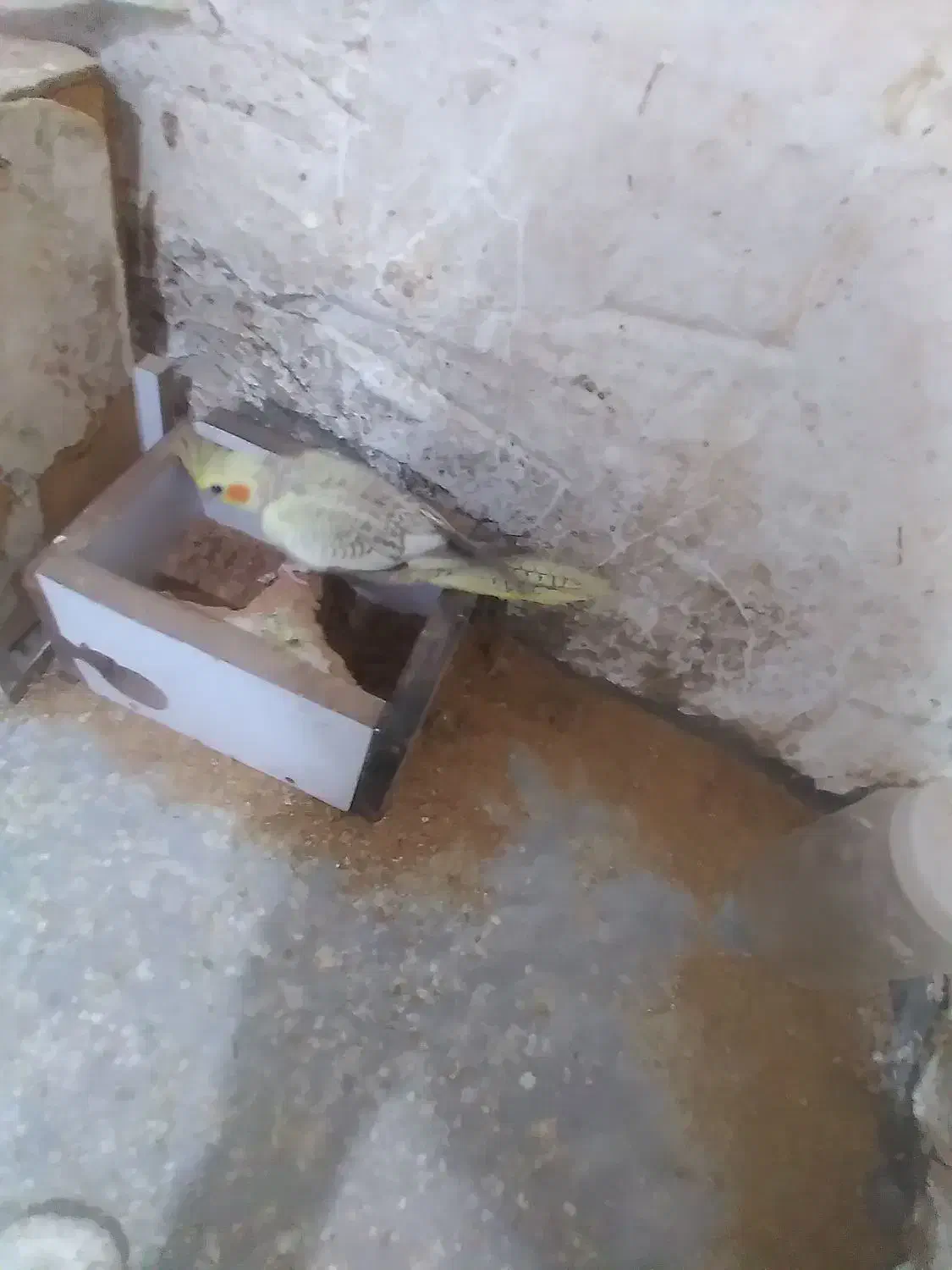 طوطی عروس جابجا با ۱۲تا کبوترمعمولی|پرنده|بابل, |دیوار