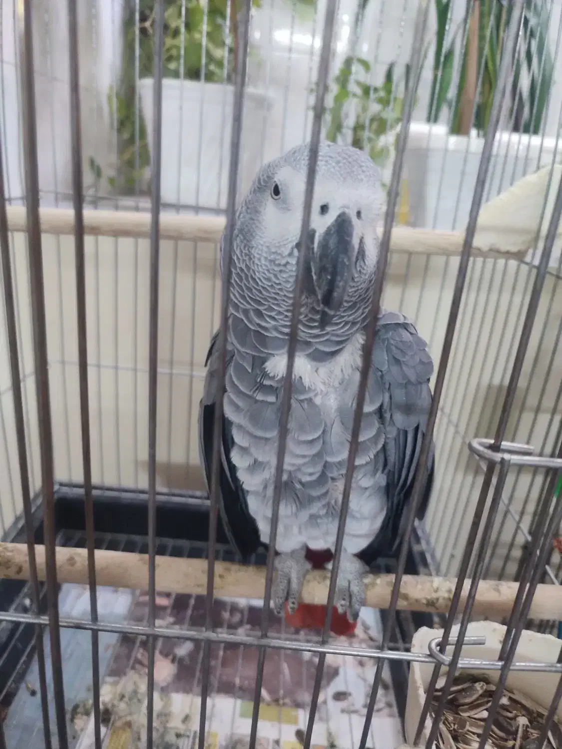 کاسکو|پرنده|شیراز, شریف‌آباد|دیوار