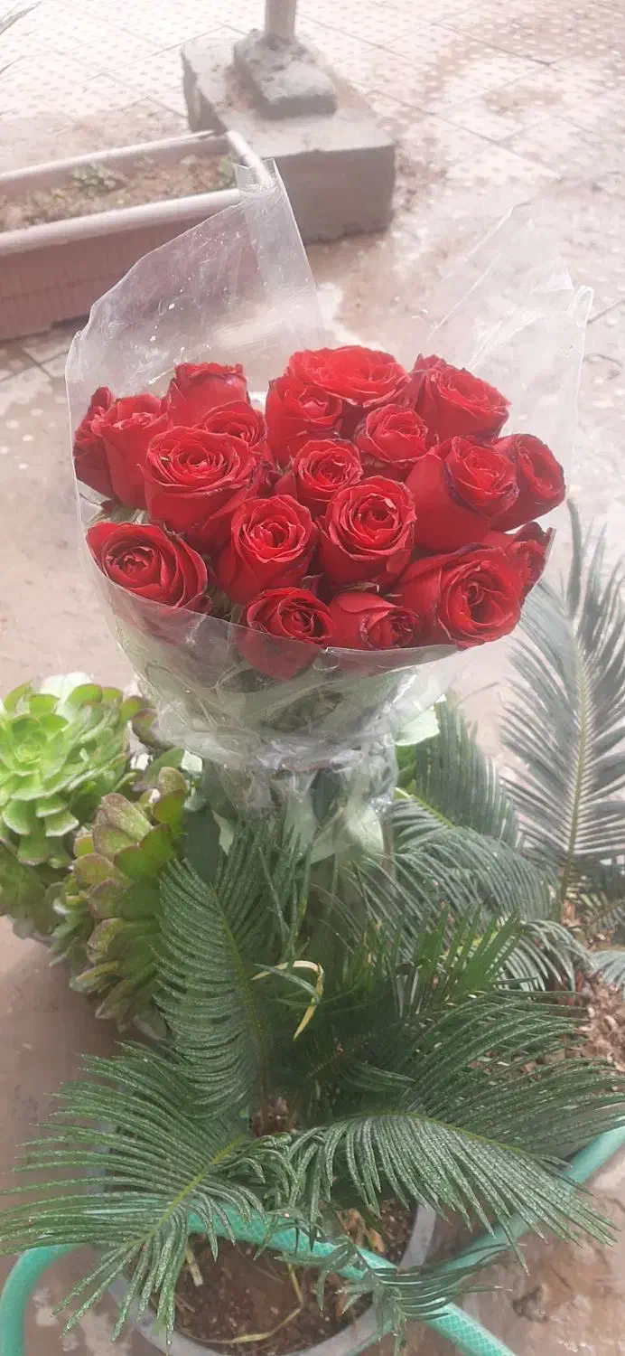 حراج به مناسبت روز دا...مادر|گل و گیاه طبیعی|لردگان, |دیوار