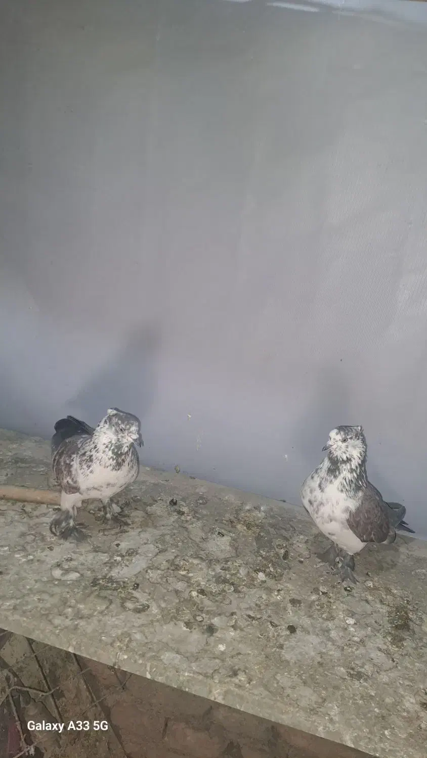 کفتر پرشی ۱۰ ساعتی|پرنده|فردوسیه, |دیوار