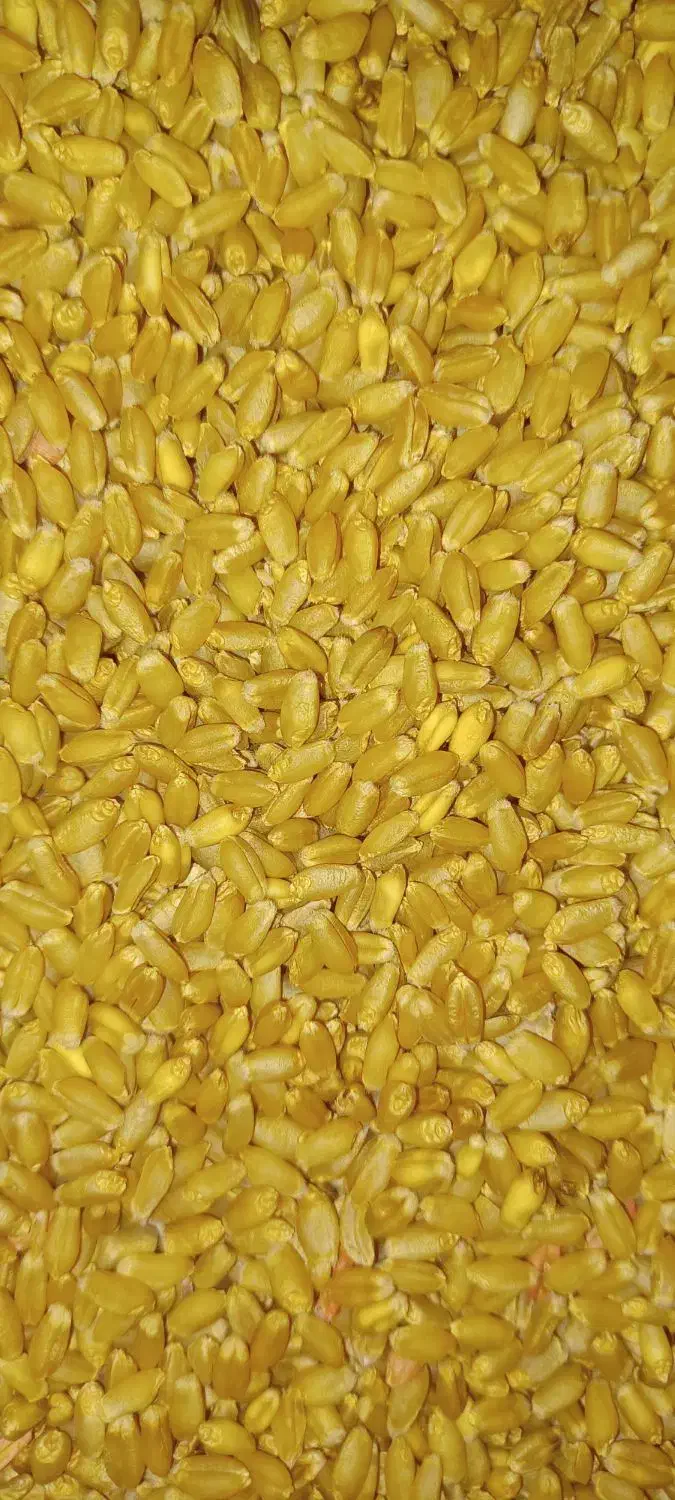 گندم بذر|لوازم جانبی حیوانات|رامشیر, |دیوار