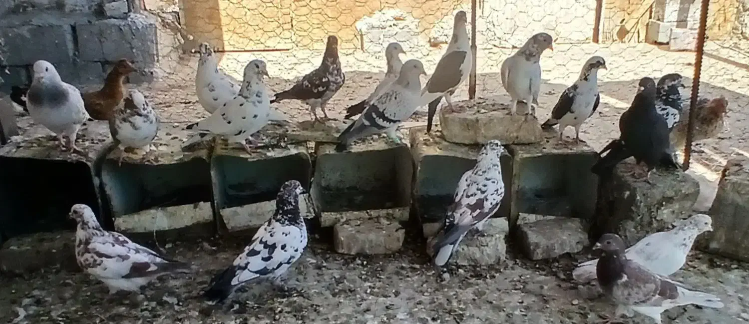 کبوتر|پرنده|زاهدان, |دیوار