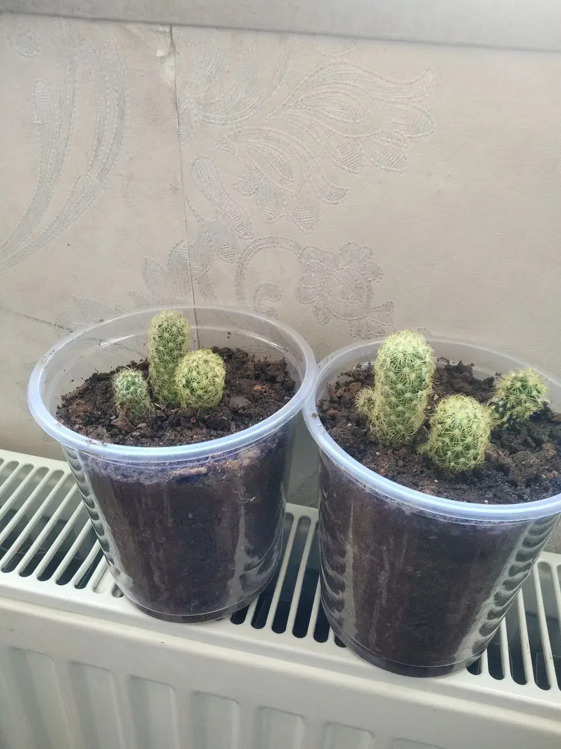 گل طبیعی|گل و گیاه طبیعی|ایلام, |دیوار