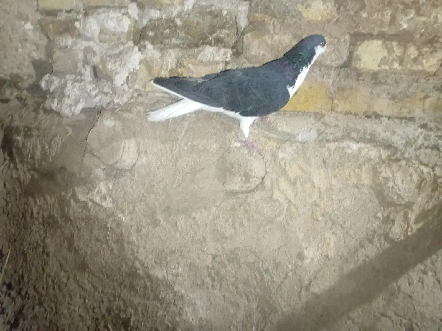 خوشرنگ سیاه نر|پرنده|قزوین, |دیوار