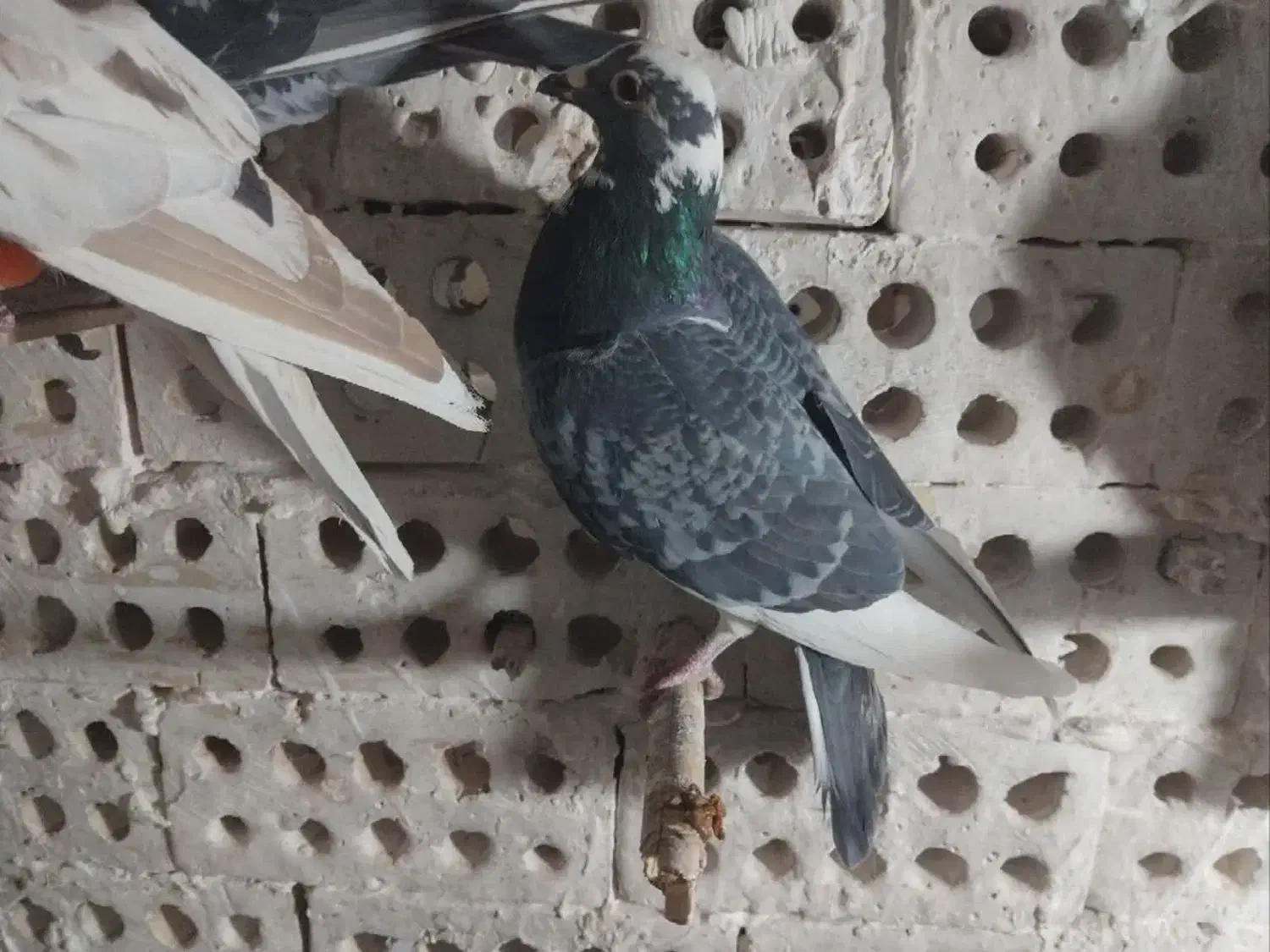 کبوتر|پرنده|مشهد, سمزقند|دیوار