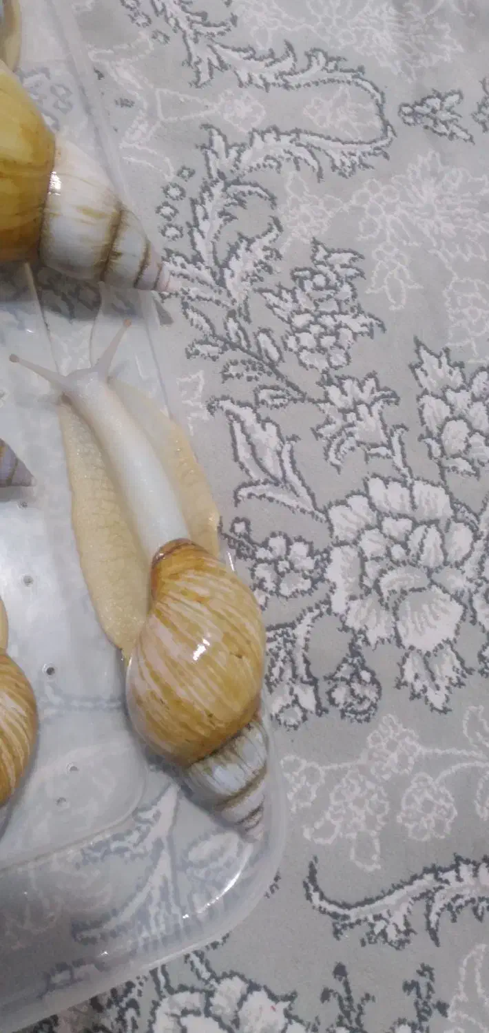 حلزون کلاژن ساز|خزنده|فشاپویه, |دیوار