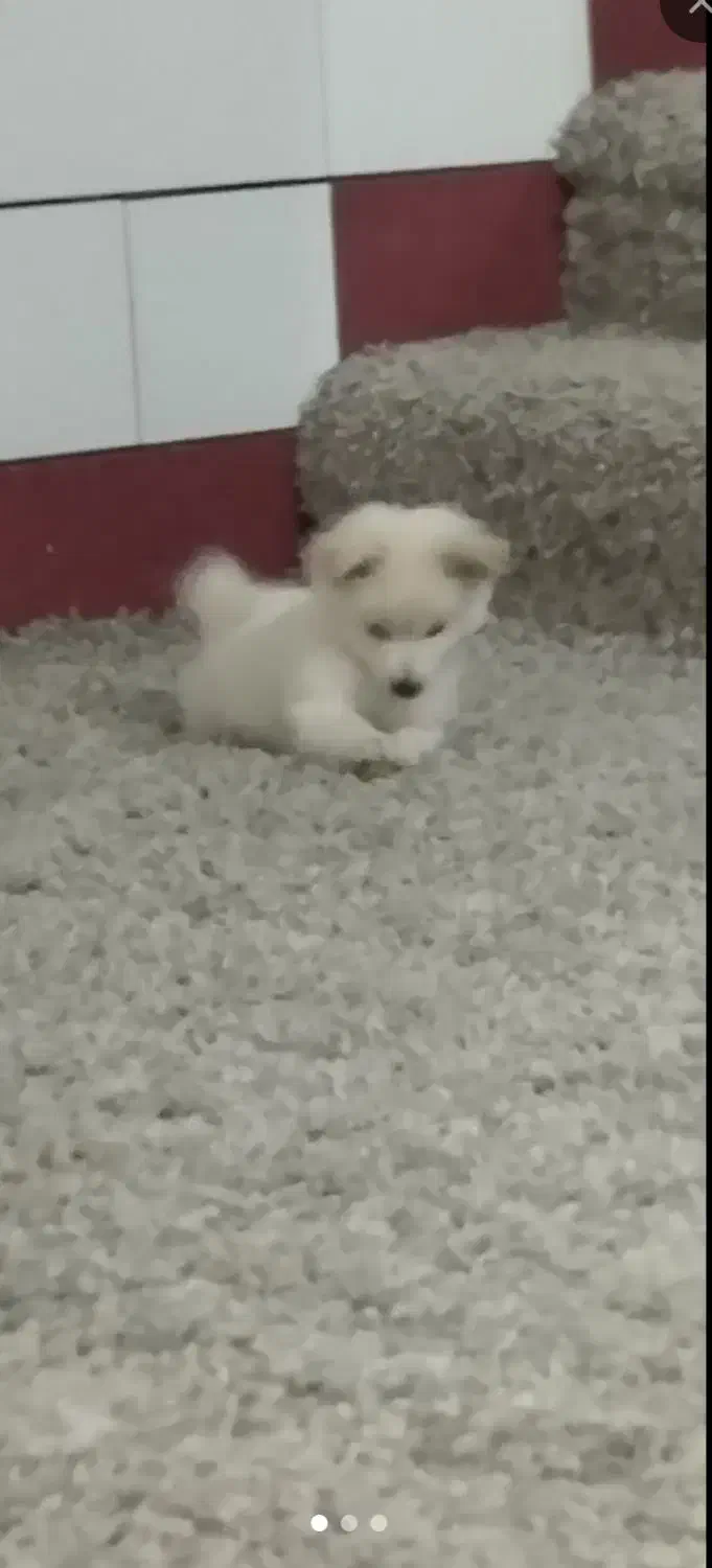 سگ پامرانین روباهی قیمت ده میلیون|سگ|دهدشت, |دیوار