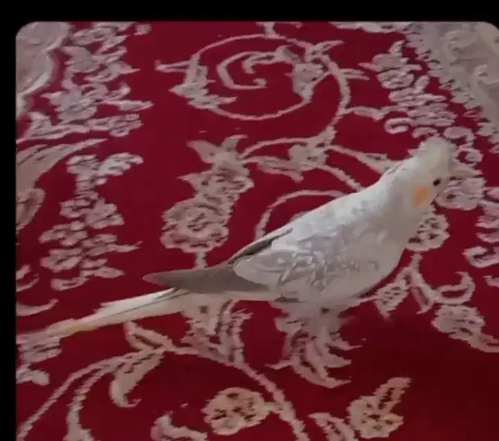 فروشِ عروس هلندی نر|پرنده|تنکابن, |دیوار