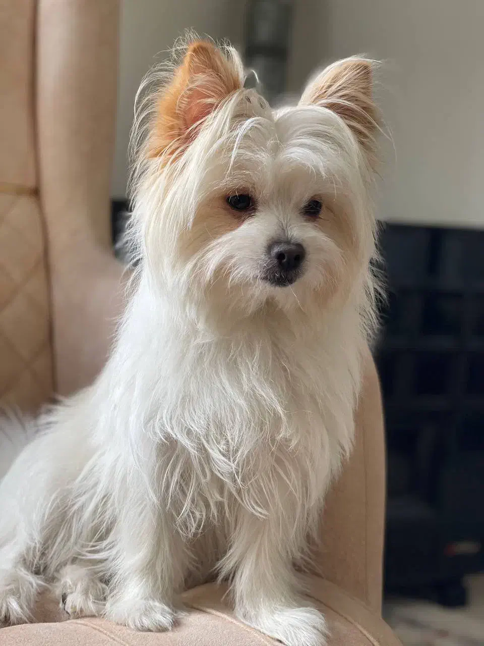 سگ شیدزو پامرین|سگ|بانه, |دیوار