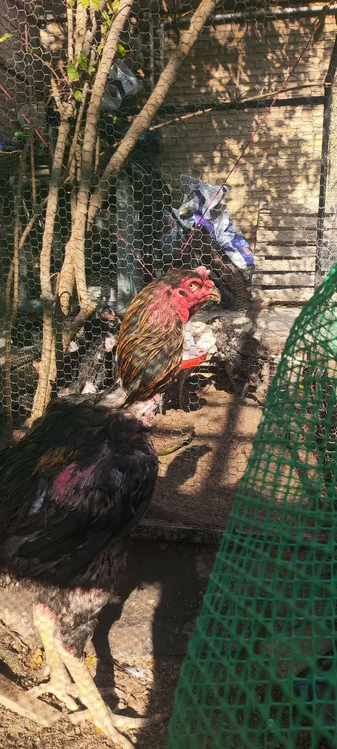 خروس لاری|حیوانات مزرعه|یزد, |دیوار