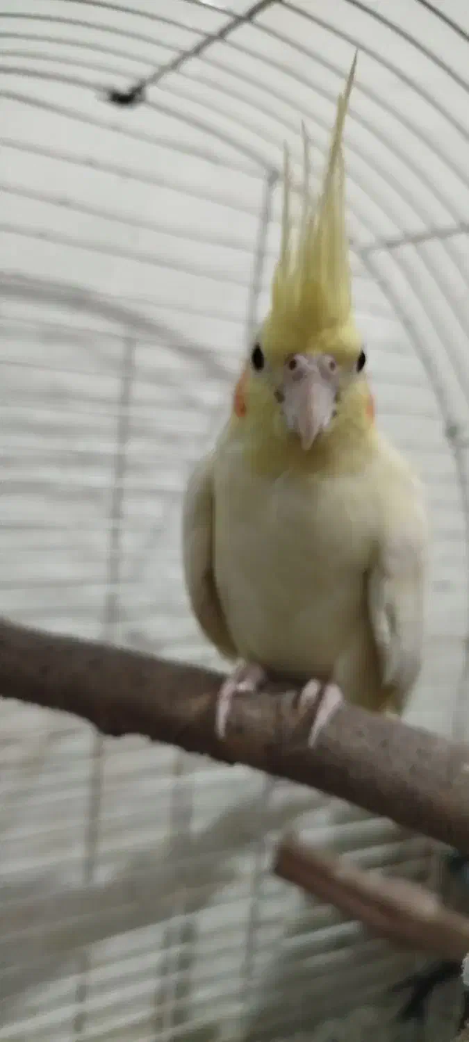 عروس هلندی|پرنده|اقبالیه, |دیوار