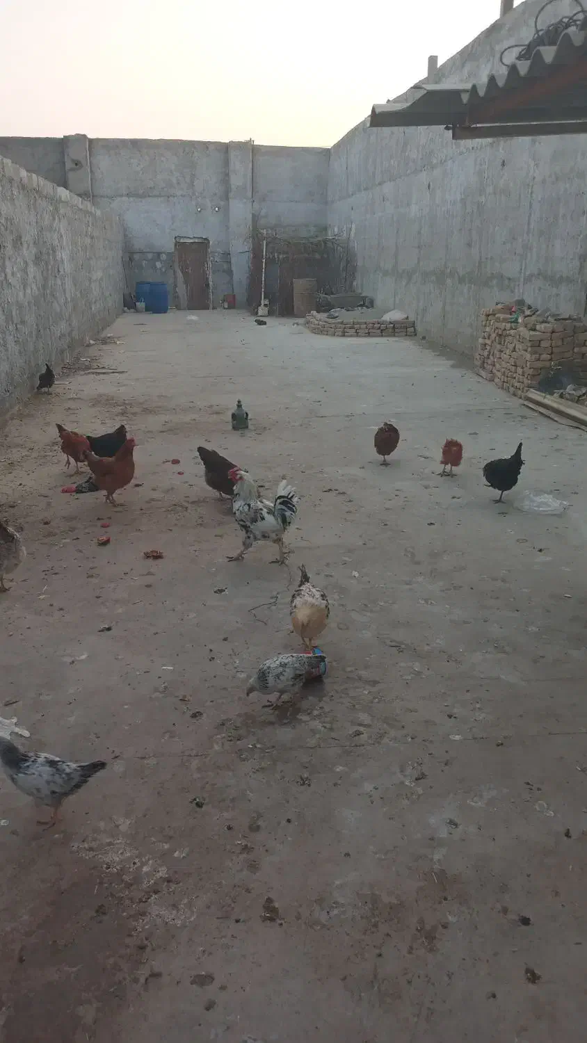 فروش ۲۰۰مترچهاردیواری با۲اتاق وکف بتون۱۰۰۰۰۰۰تومان|فروش دفتر صنعتی، کشاورزی، تجاری|پاکدشت, پارچین|دیوار