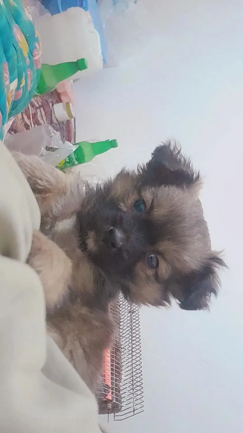 واگذاری پامر اشپیتز|سگ|پیر بکران, |دیوار