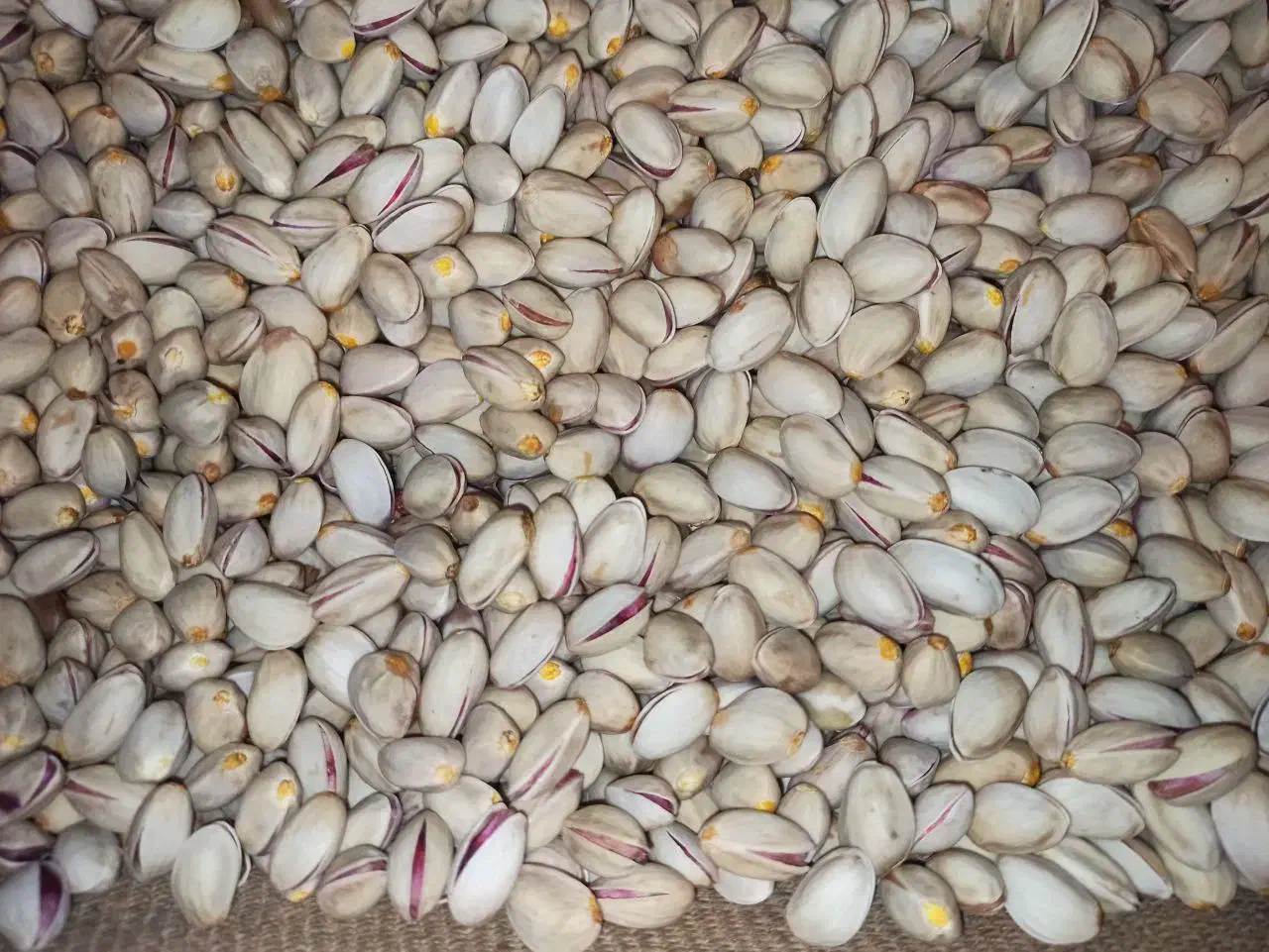 پسته دستچین ارگانیک واعلا بی واسطه|خوردنی و آشامیدنی|درگز, |دیوار