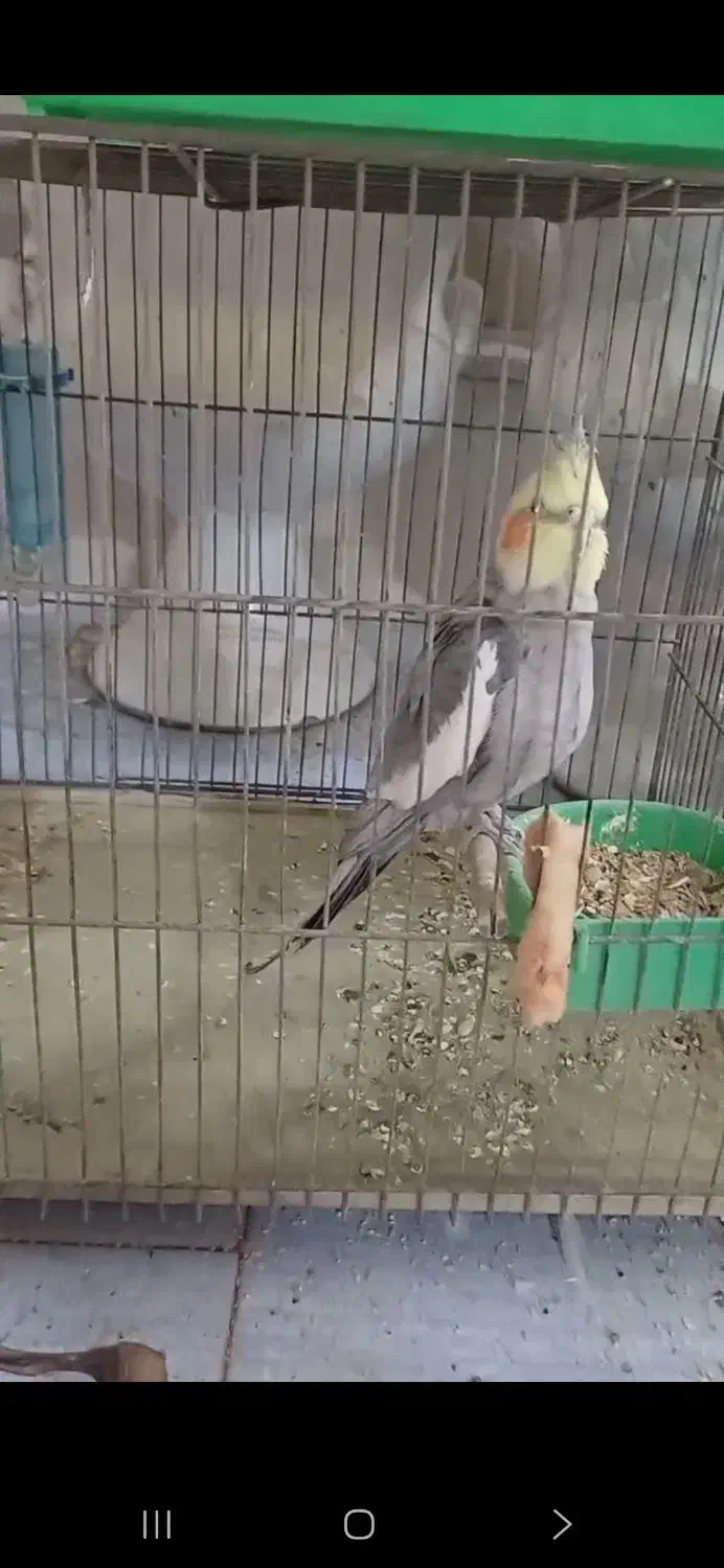 گمشده پرنده|حیوانات|یزد, |دیوار