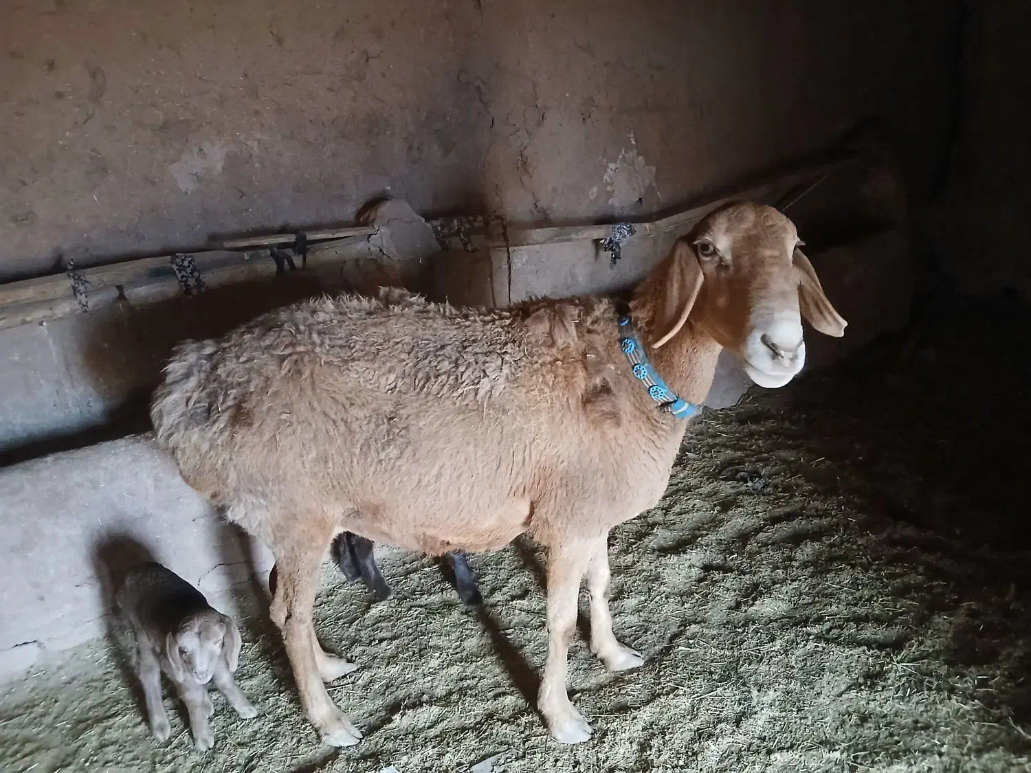 بره عربی شیری|حیوانات مزرعه|تربت جام, کلالی|دیوار