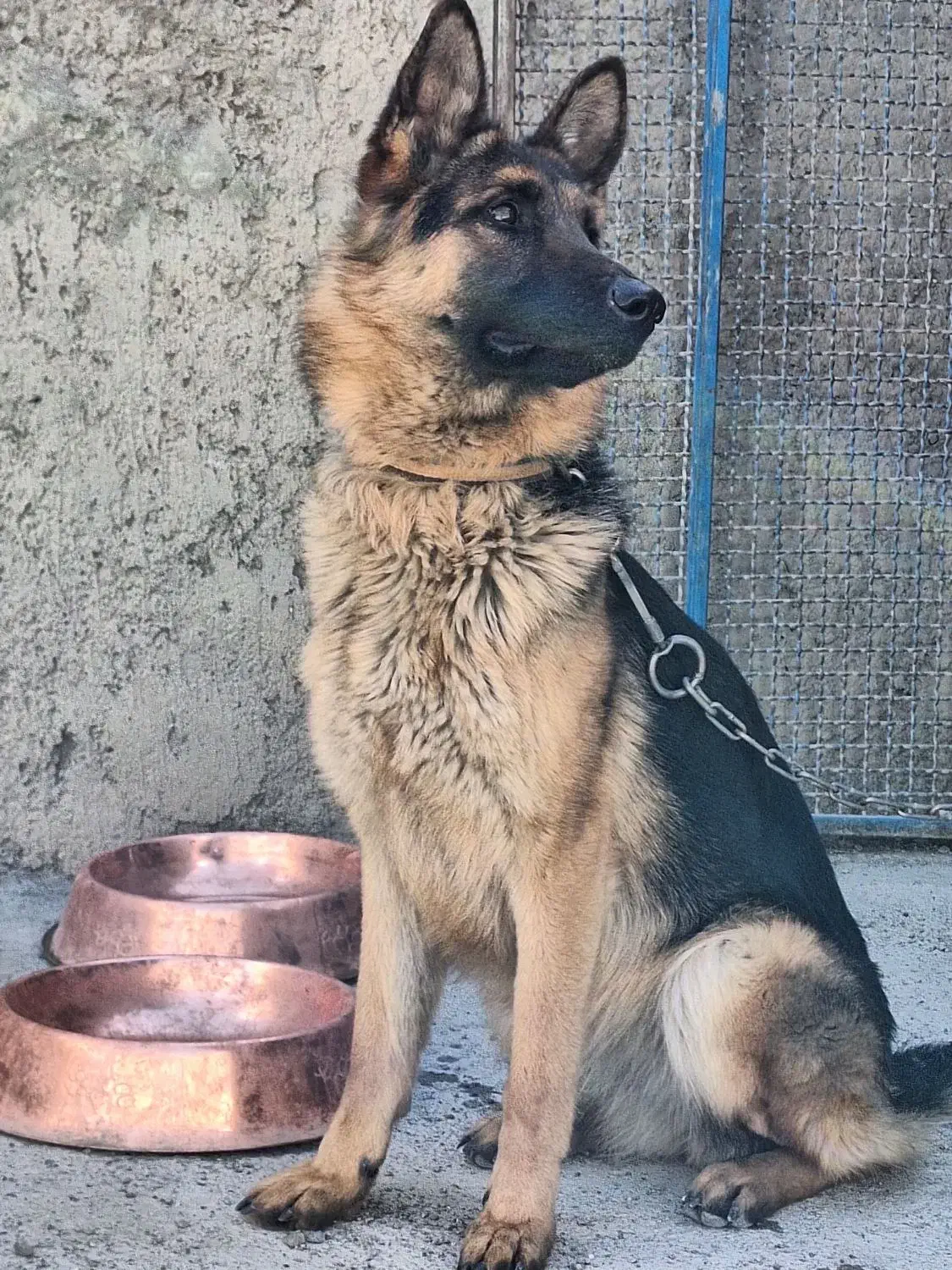 ماده ژرمن|سگ|اصفهان, گرکان|دیوار