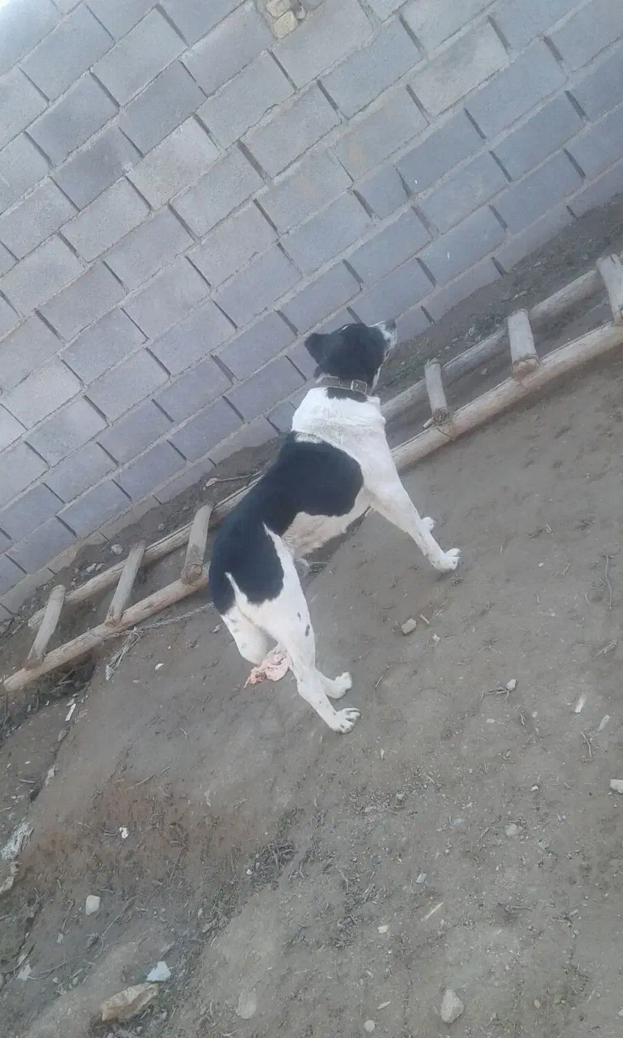 سگ نر|سگ|بجنورد, |دیوار