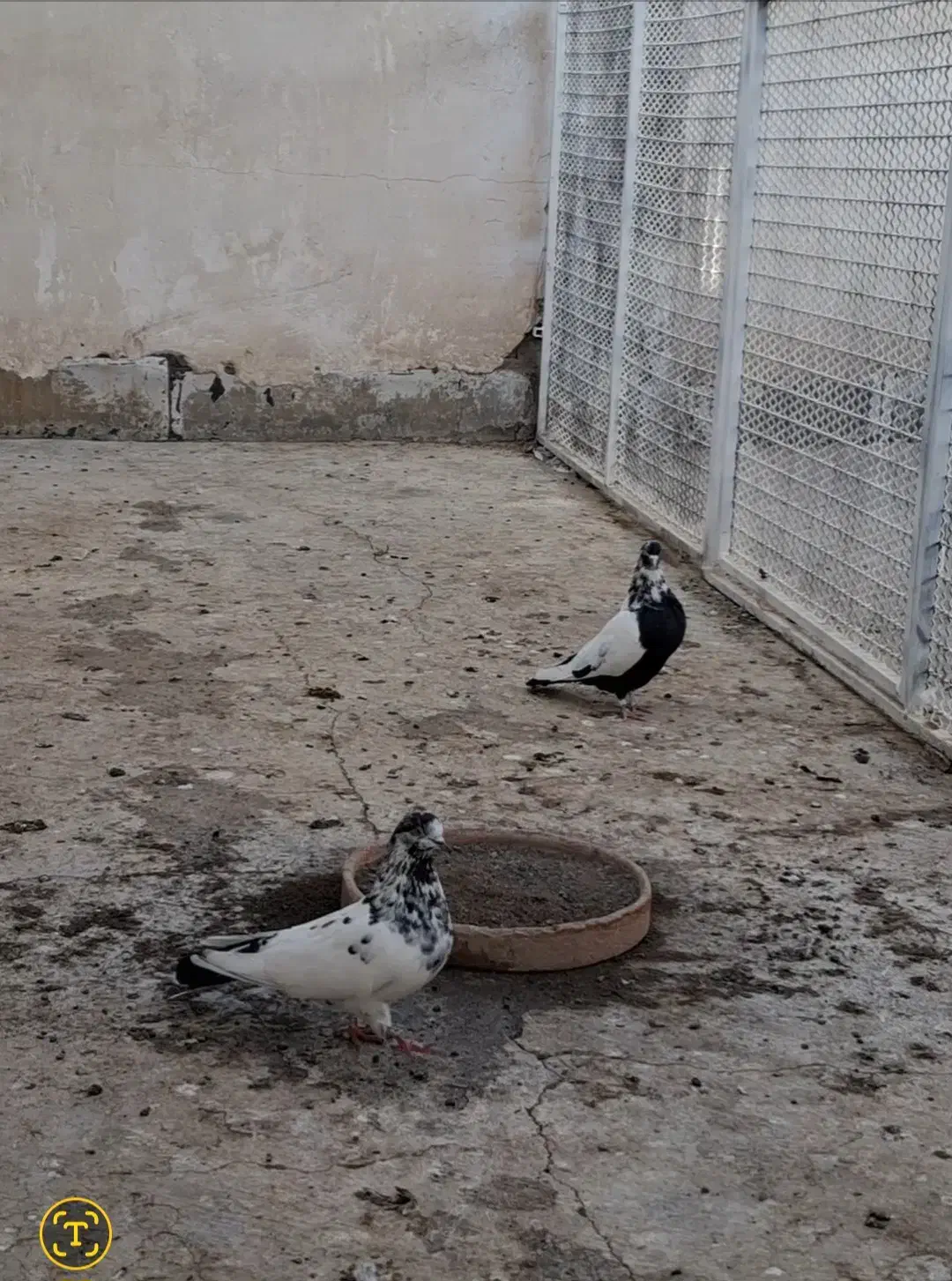 نرماده شالنگ سیاه عتیقه|پرنده|قم, دورشهر|دیوار