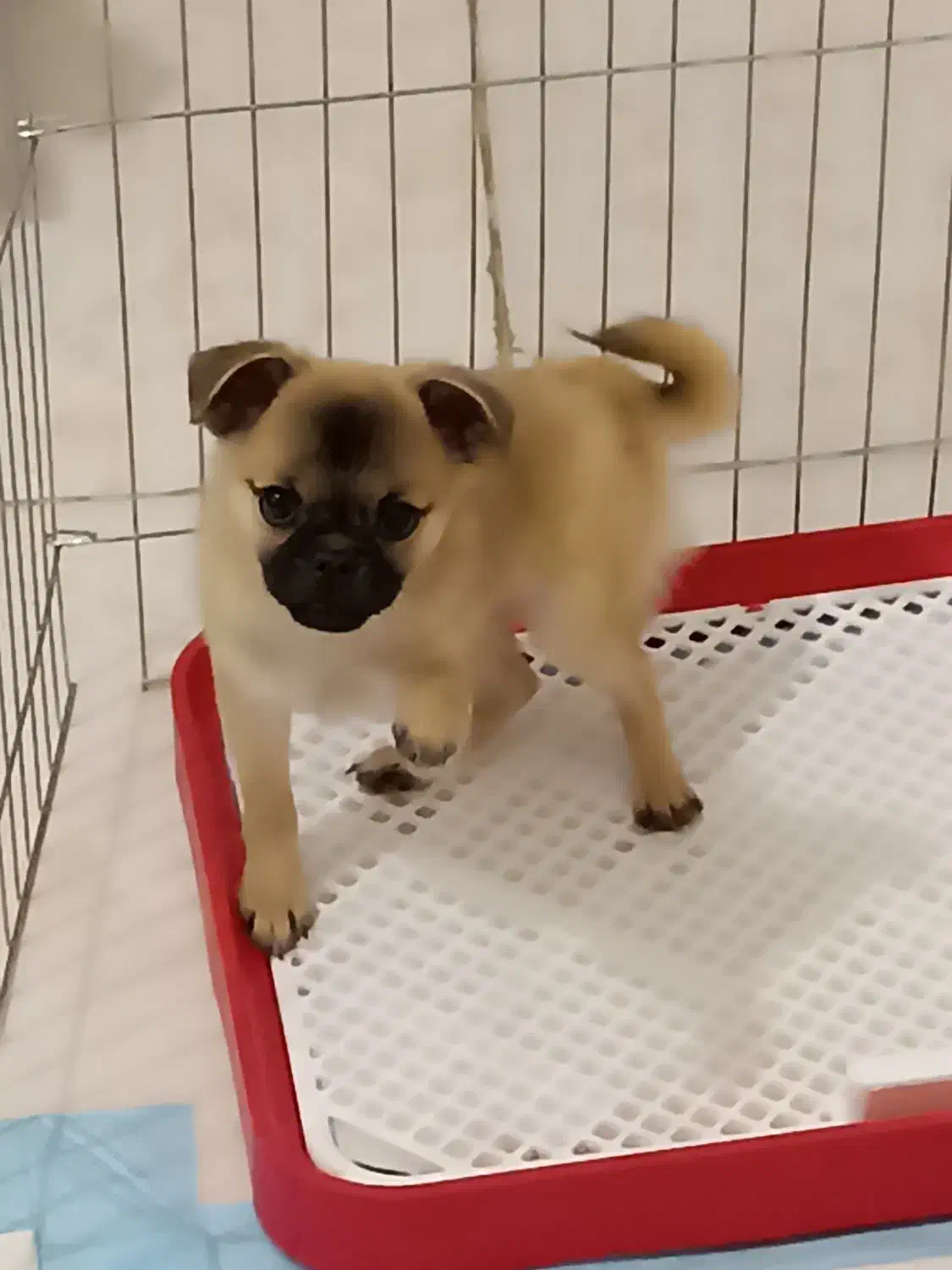 سگ نژاد پاگ کاملا خانگی|سگ|محمدشهر, ولدآباد بزرگ|دیوار