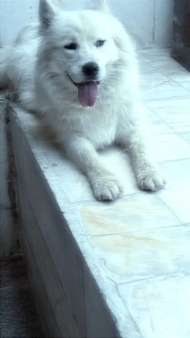 سگ سامویید|سگ|سیرجان, |دیوار