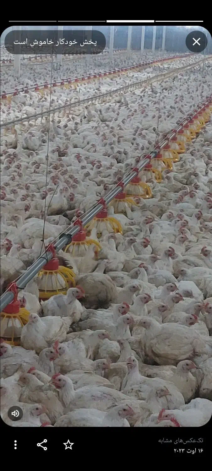 کارگر  مرغداری  خانواده  ویا مجرد دو نفر|استخدام صنعتی، فنی، مهندسی|شوط, |دیوار