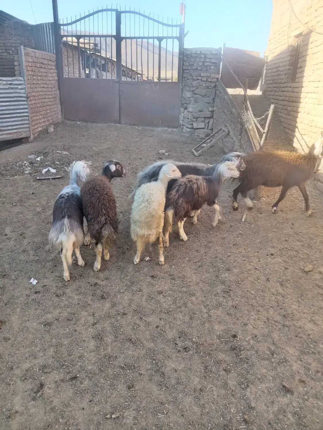 بره ماده چال|حیوانات مزرعه|جلگه رخ, |دیوار