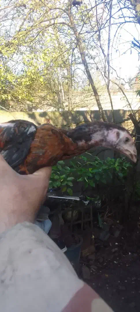 چهارتا جوجه لار|حیوانات مزرعه|بندر انزلی, لیچارگی حسن رود|دیوار