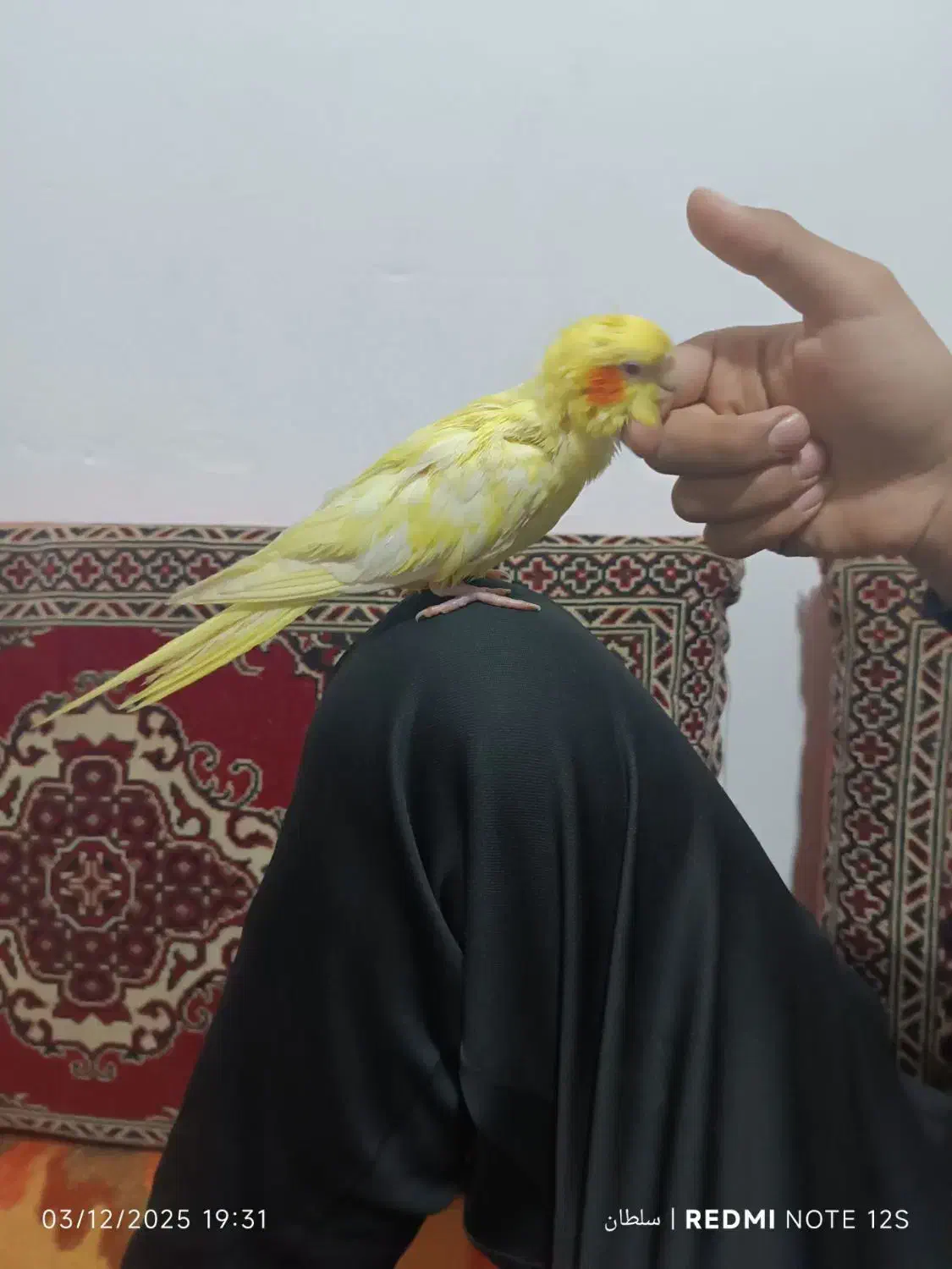 عروس هلندی کاملا دستی|پرنده|گلبهار, شهر جدید گلبهار|دیوار