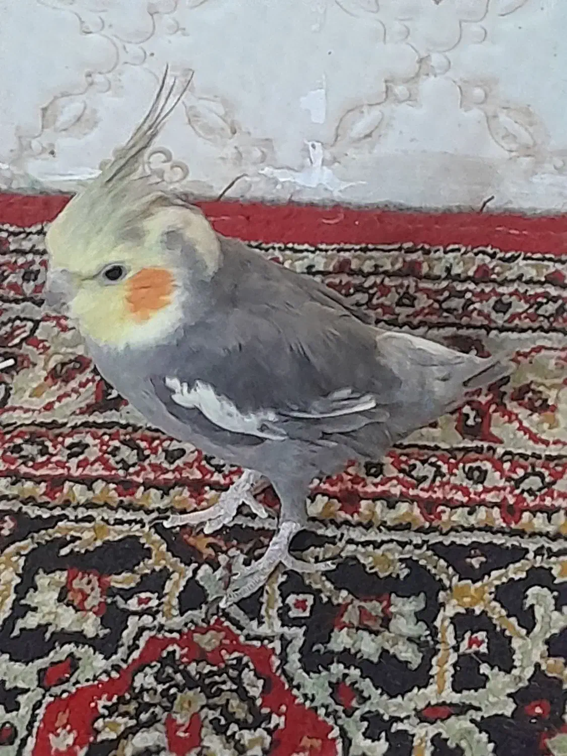 عروس هلندی|پرنده|زنجان, |دیوار