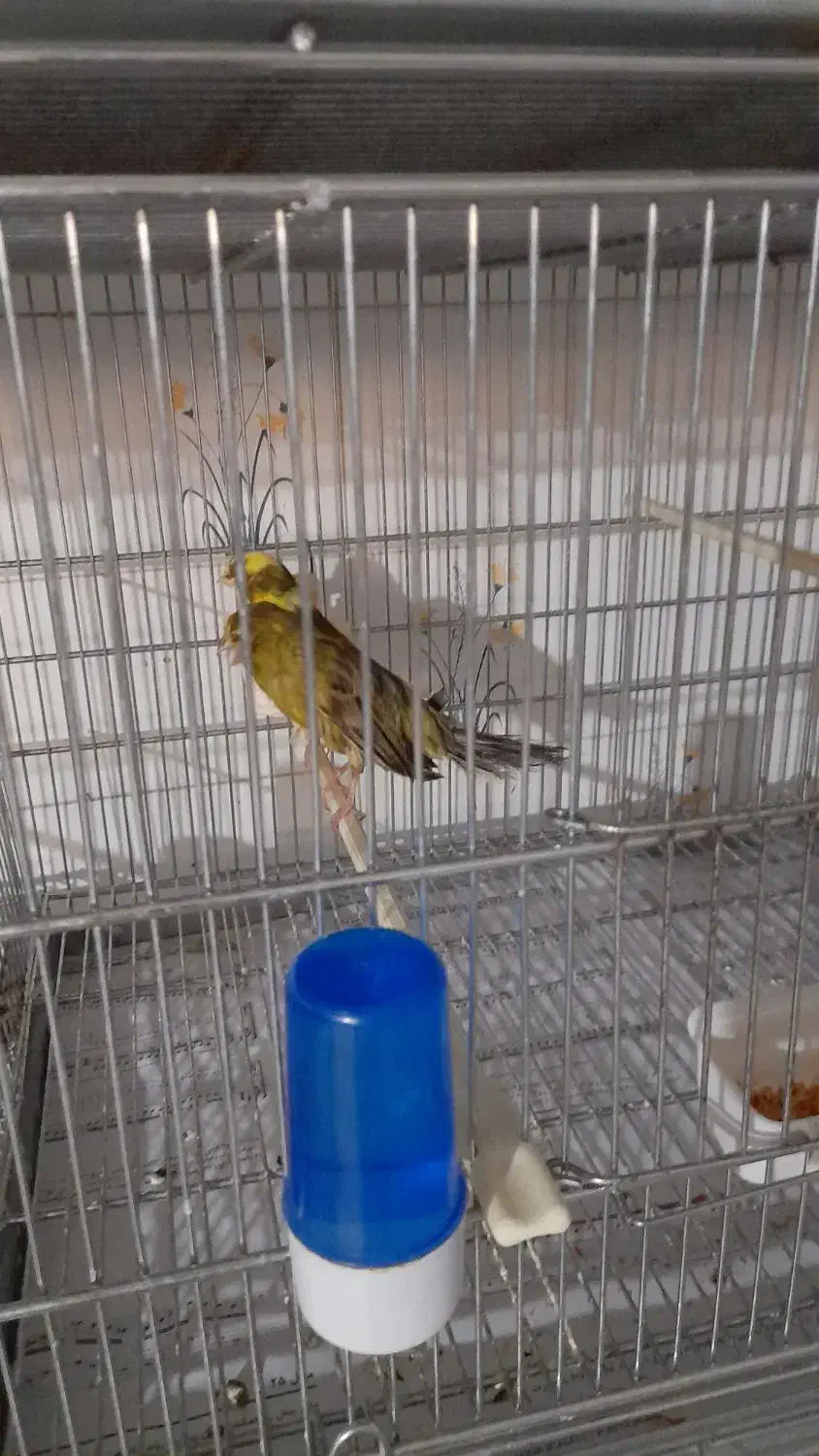 قناری رسمی و رد فکتور|پرنده|اندیشه, اندیشه فاز ۲|دیوار