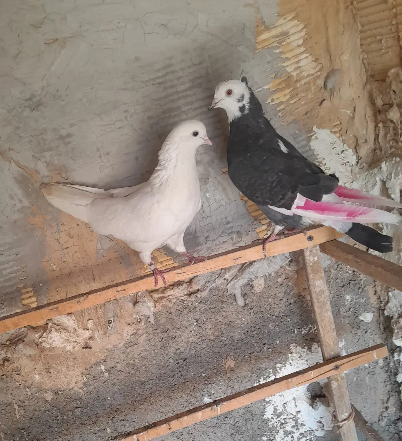 کفتر درجه یک ضمانتی|پرنده|رباط‌کریم, انجم آباد|دیوار