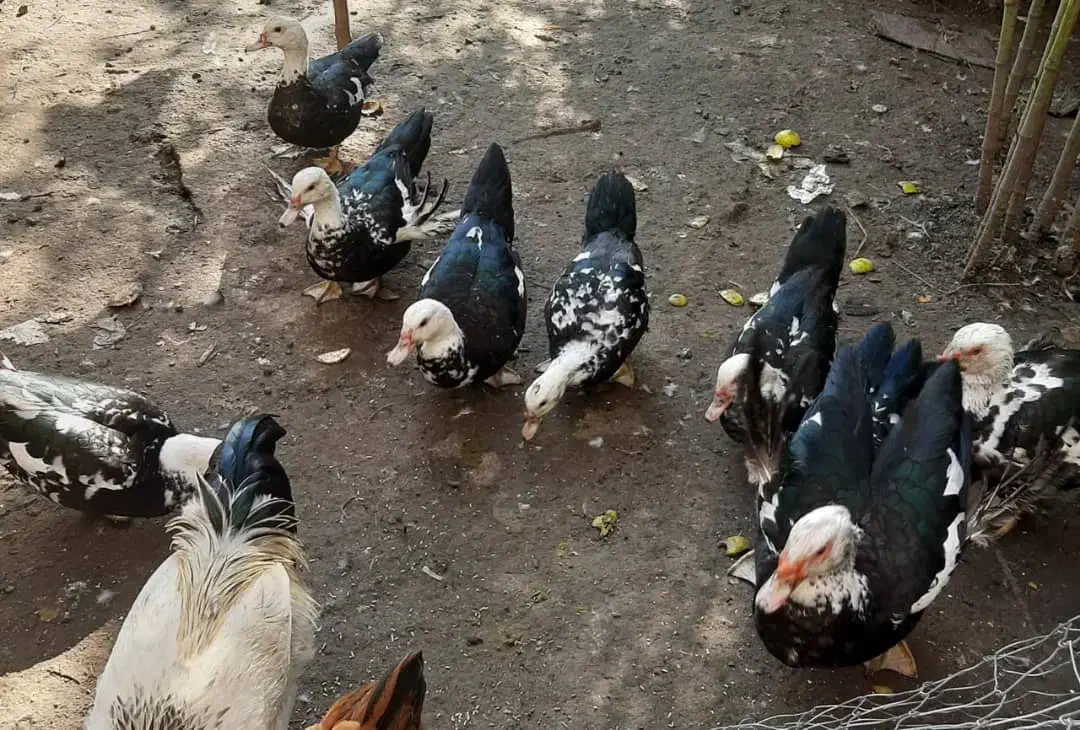 فروش اردک اسرائیلی|حیوانات مزرعه|رضوانشهر, |دیوار