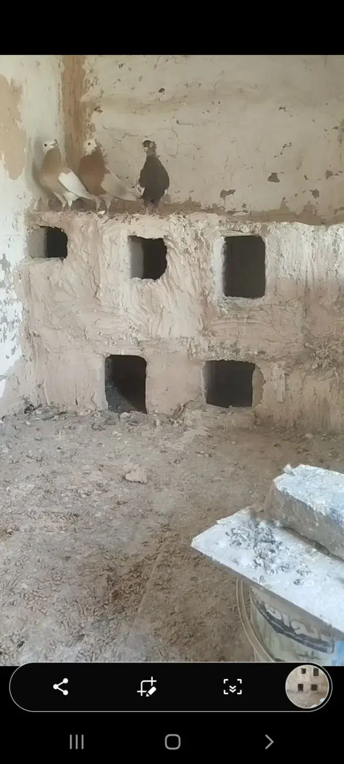 کبوتر طوقی|پرنده|عطاملک, |دیوار