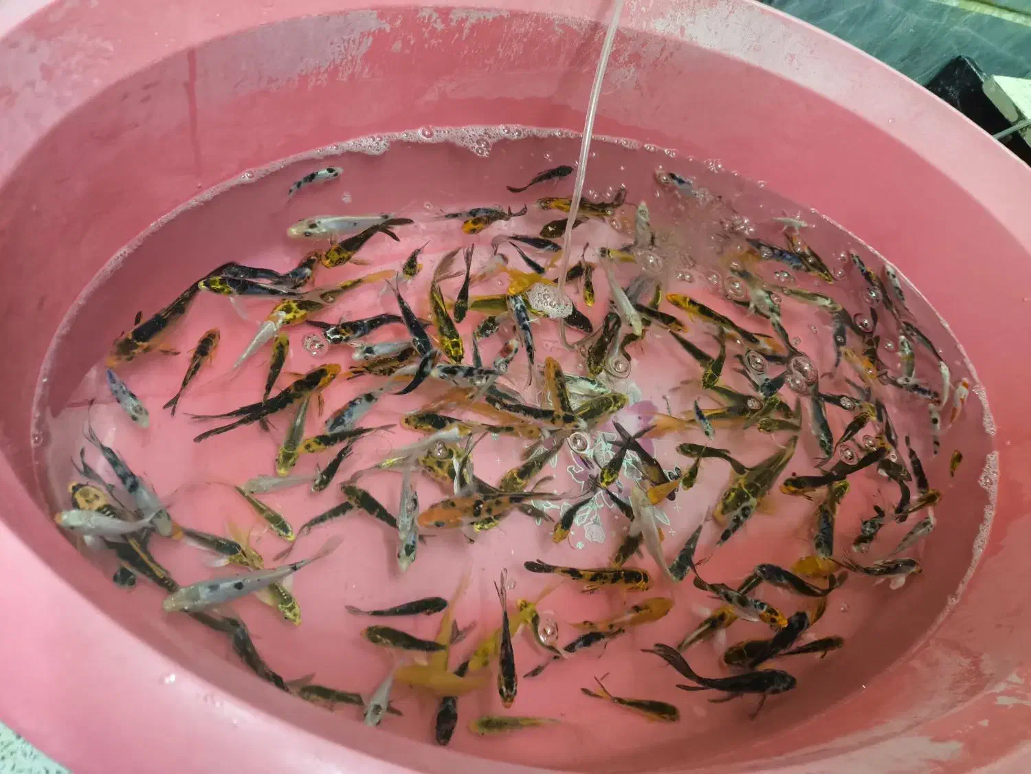 ماهی قرمز|ماهی|مبارکه, |دیوار